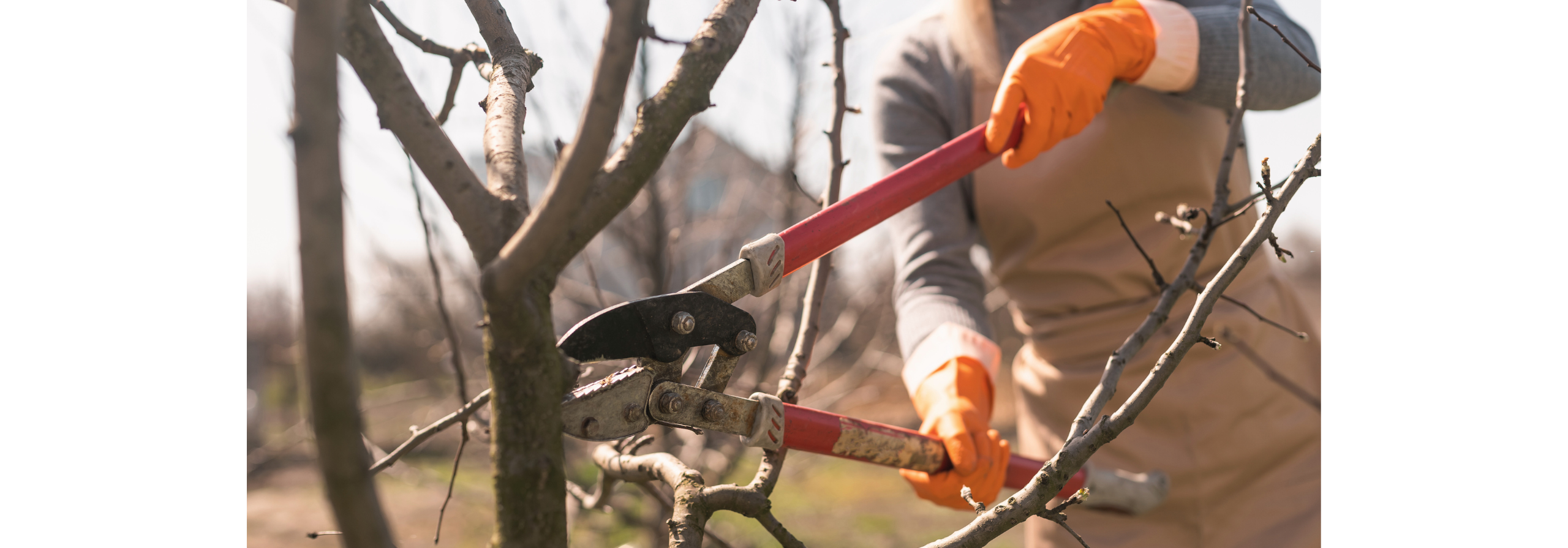 January Pruning Guide: What to cut Back (and What to Leave Alone) in ...
