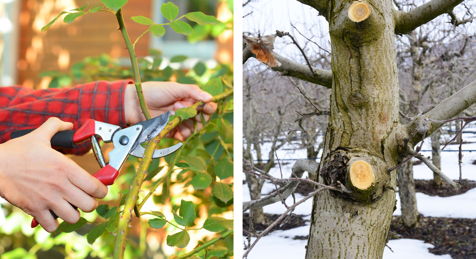 SE NC January Pruning Tips Blog Article Cover Photo